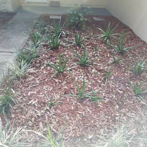 Flower Bed Weeding by JLS Lawn Care reviewed on August 15, 2025