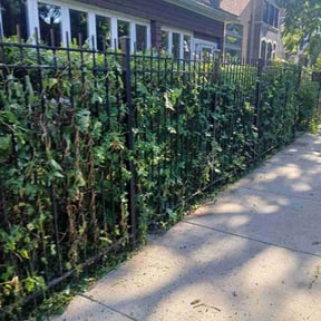Bush Trimming by Hard Hat Lawn Crew reviewed on July 15, 2026