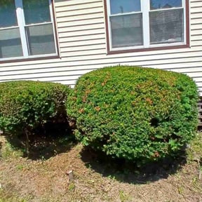 Bush Trimming by Old Fashioned Lawn Care reviewed on March 30, 2025
