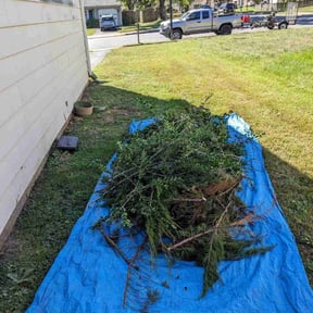 Bush Trimming by Sunshine landscape and Handyman services reviewed on October 23, 2025