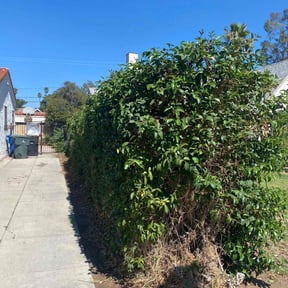 Bush Trimming by The Williams reviewed on October 19, 2025