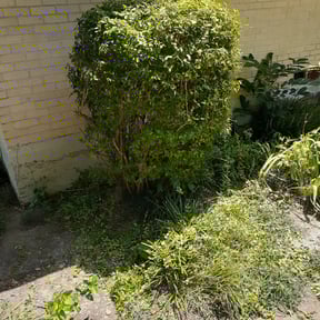 Bush Trimming by Demirikan Home Services reviewed on August 18, 2025