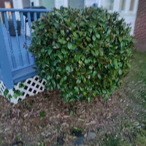 Bush Trimming by Harry's Champion Landscaping reviewed on August 21, 2025