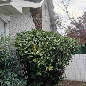 Bush Trimming by Howards Elite Lawn Care and Landscaping reviewed on November 22, 2025