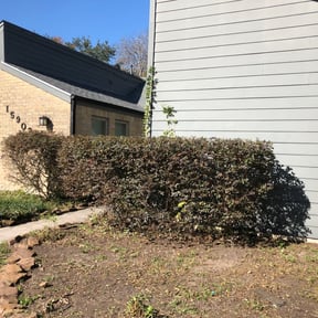 Bush Trimming by RM Landscapes reviewed on March 25, 2022