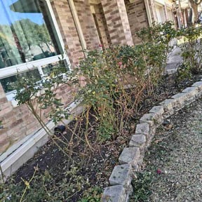 Bush Trimming by El Homie's Landscaping reviewed on June 27, 2026