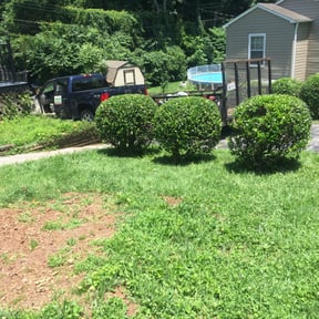 Bush Trimming by Leisure lawns reviewed on August 18, 2025