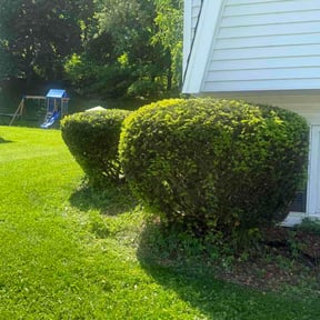 Bush Trimming by Wigginton Dreamscapes reviewed on August 17, 2026