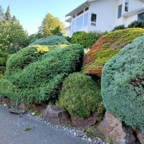 Bush Trimming by Michael's Lawn Care reviewed on August 16, 2025
