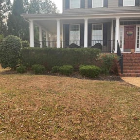 Bush Trimming by VOW Services reviewed on November 23, 2025