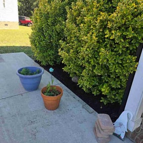 Flower Bed Weeding by Fraire Lawn Care reviewed on June 19, 2026