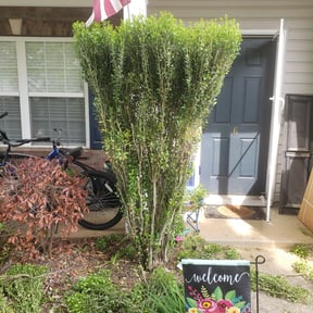 Bush Trimming by BSM & Co. Landscaping reviewed on August 16, 2025