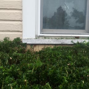 Bush Trimming by Quick Snips reviewed on August 20, 2025