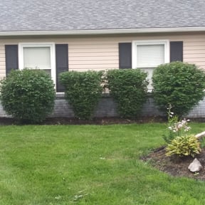 Bush Trimming by Lindsay’s lawncare reviewed on August 17, 2025