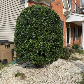 Bush Trimming by C&amp;B Landscaping reviewed on July 28, 2026
