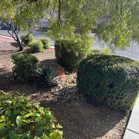 Bush Trimming by  reviewed on January 11, 2026