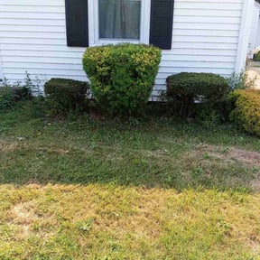 Bush Trimming by True Care Your Lawn reviewed on July 12, 2026
