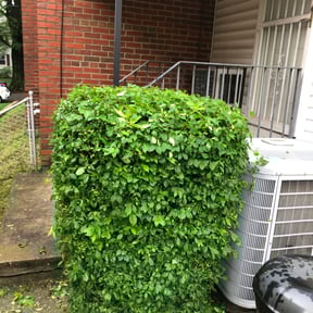 Bush Trimming by Stephen's Lawncare reviewed on August 19, 2025
