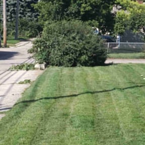 Bush Trimming by Arocho Landscaping reviewed on August 17, 2025