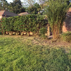 Bush Trimming by Slaughter Clean Cut Lawn Care llc reviewed on August 17, 2025