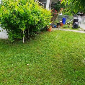Bush Trimming by The Grass Guy reviewed on August 16, 2025