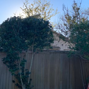 Bush Trimming by Carbon Dioxide Recyclers reviewed on August 16, 2025