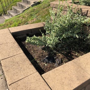 Flower Bed Weeding by Marroquin Landscaping reviewed on August 17, 2025