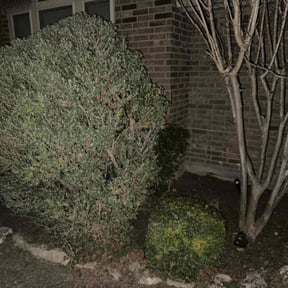 Bush Trimming by GC Lawn Care &amp; Landscaping Services reviewed on February 3, 2022