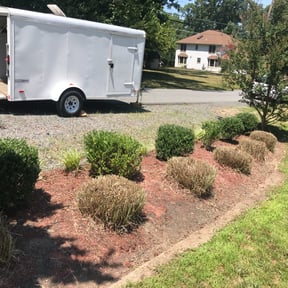 Bush Trimming by Golden Lion&#039;s reviewed on August 21, 2025