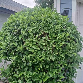 Bush Trimming by Roots of the Earth Inc. reviewed on May 30, 2026