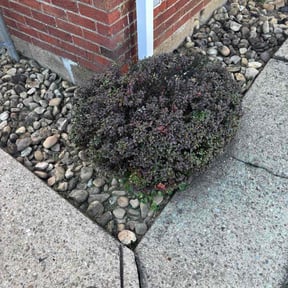 Bush Trimming by IIP Snow Removal &amp; Landscaping reviewed on October 24, 2025