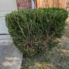 Bush Trimming by Jay Landscaping reviewed on October 22, 2025
