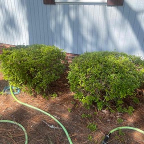Bush Trimming by Lone Star Lawn & Lighting reviewed on August 21, 2025