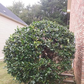 Bush Trimming by Titan Lawn Care And More LLC reviewed on August 13, 2025