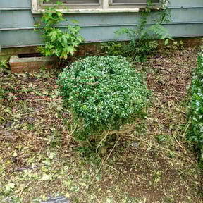 Bush Trimming by Brett's Lawn Service reviewed on August 16, 2025