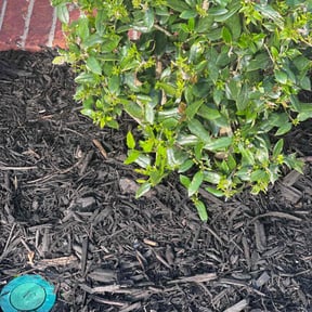 Mulching by Greenlawnz landscaping reviewed on August 14, 2025