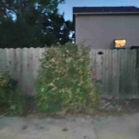 Bush Trimming by Sunshine landscaping reviewed on August 21, 2025