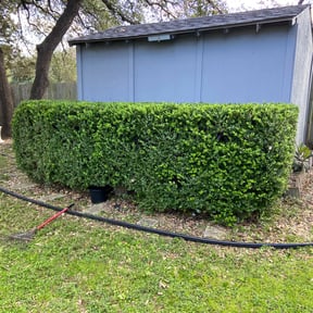 Bush Trimming by Vidco landscaping reviewed on August 19, 2025
