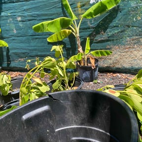 Bush Trimming by Garrett's Land Maintenance  reviewed on November 24, 2025