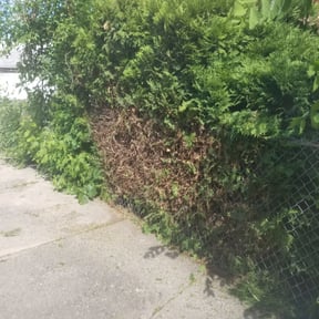 Bush Trimming by Liberty Construction and Maintenance LLC reviewed on August 18, 2025