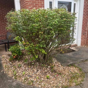 Bush Trimming by Local Ways Lawn Service reviewed on October 23, 2025