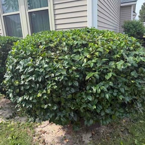 Bush Trimming by Grass Gorilla LLC reviewed on August 2, 2026
