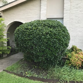 Bush Trimming by Mighty Mountain Landscaping reviewed on August 15, 2025