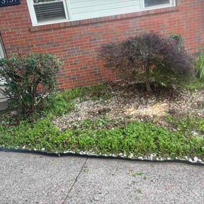 Bush Trimming by PaRey Outdoor Solutions reviewed on June 14, 2026