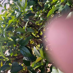 Bush Trimming by East Side Property Services LLC reviewed on August 17, 2025