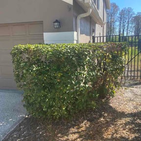 Bush Trimming by Integrity Lawn Care reviewed on February 24, 2026