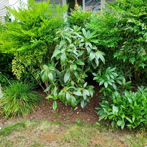 Bush Trimming by JDAA  Lawn Care Service LLC reviewed on June 4, 2024