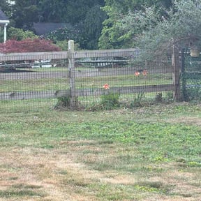 Flower Bed Weeding by O&amp;S Lawn Care LLC reviewed on July 12, 2026