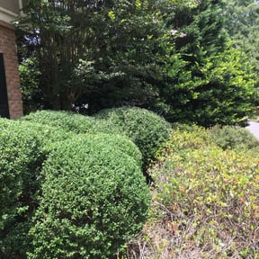 Bush Trimming by Allen Investments reviewed on August 18, 2025