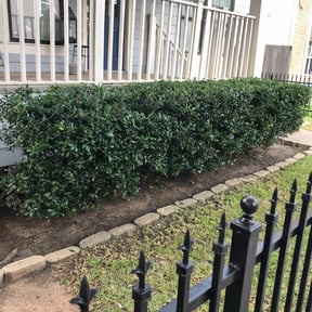 Bush Trimming by Bruce Lawn Service reviewed on August 19, 2025